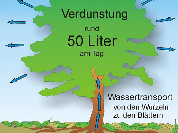 Zeichnung eines Laubbaumes. Mit Pfeilen wird der Wassertransport über Wurzeln und Blätter aus dem Boden bis zur Verdunstung von ca. 50 Liter am Tag dargestellt.